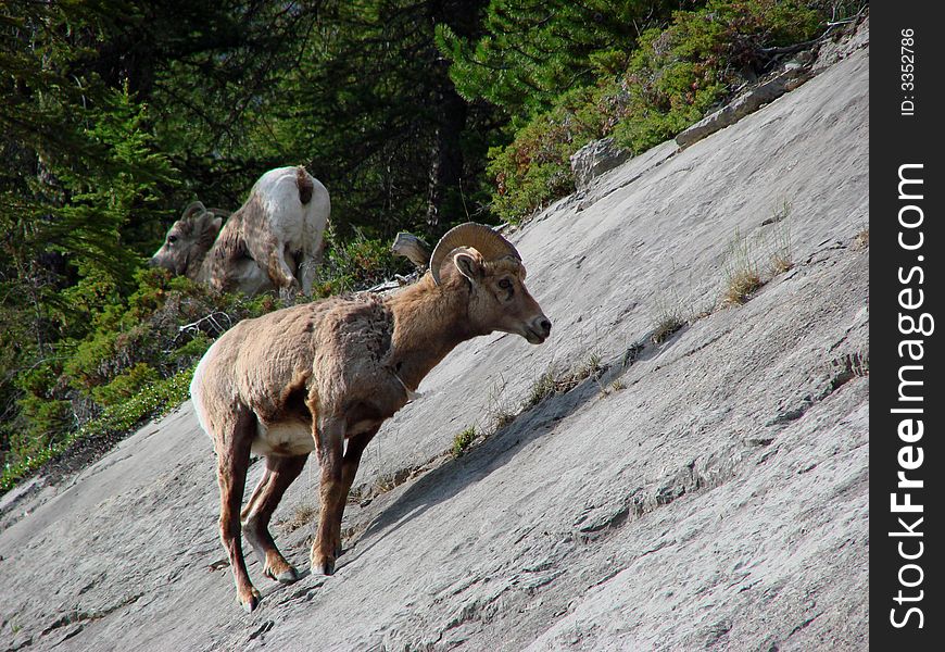 An image of a Rockies Bighorn Sheep on a slanted slope.