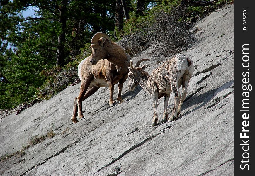 An image of two Rockies Bighorn Sheep on a slanted slope.