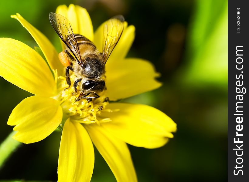 A hardworking bee collecting nectar for its colony