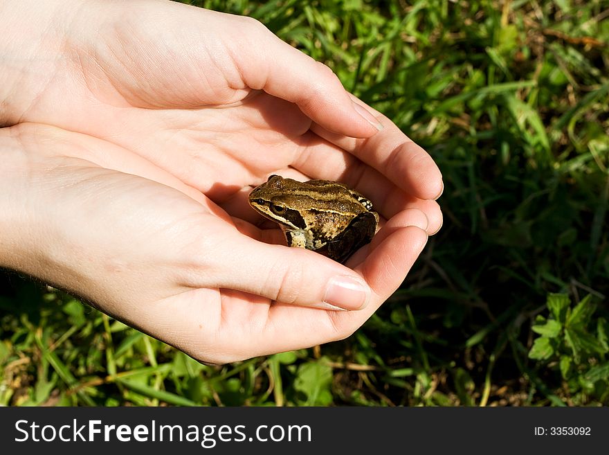 Holding green frog in hands