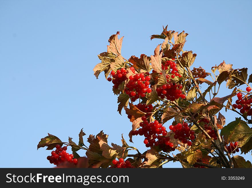 Guelder-rose red on a background of the blue sky