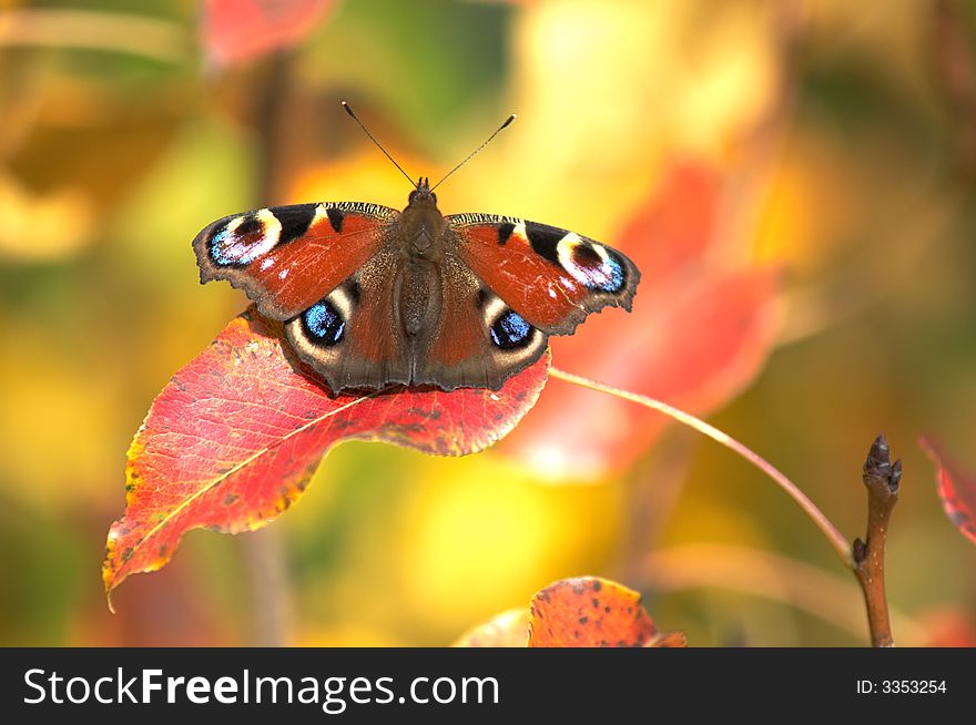 A brown butterfly sitting amongst leaves. A brown butterfly sitting amongst leaves