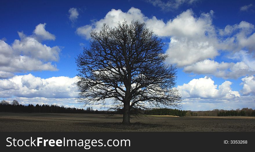 Old oak over blue sky