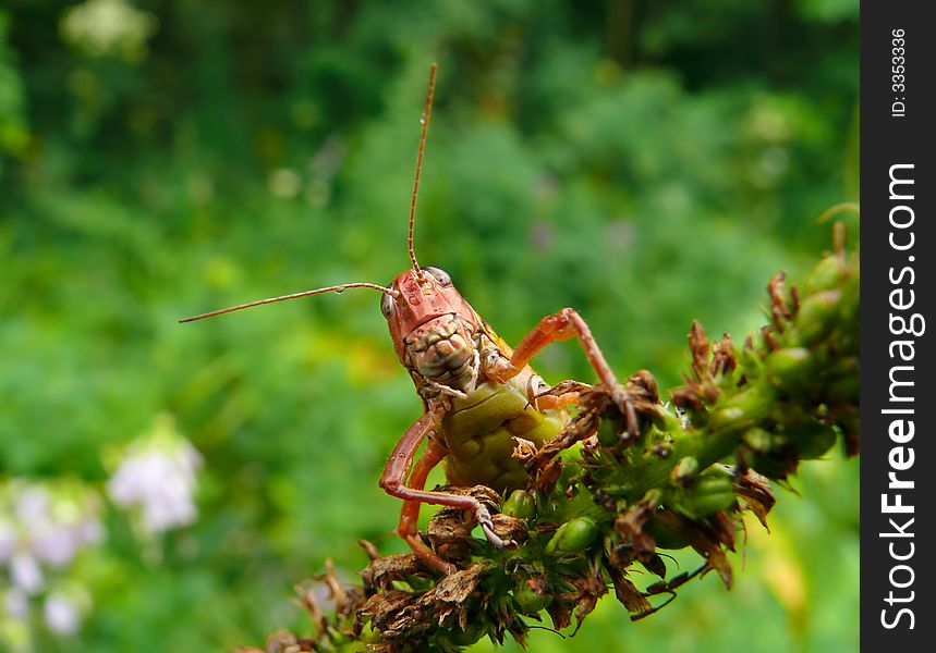 Grasshopper 7