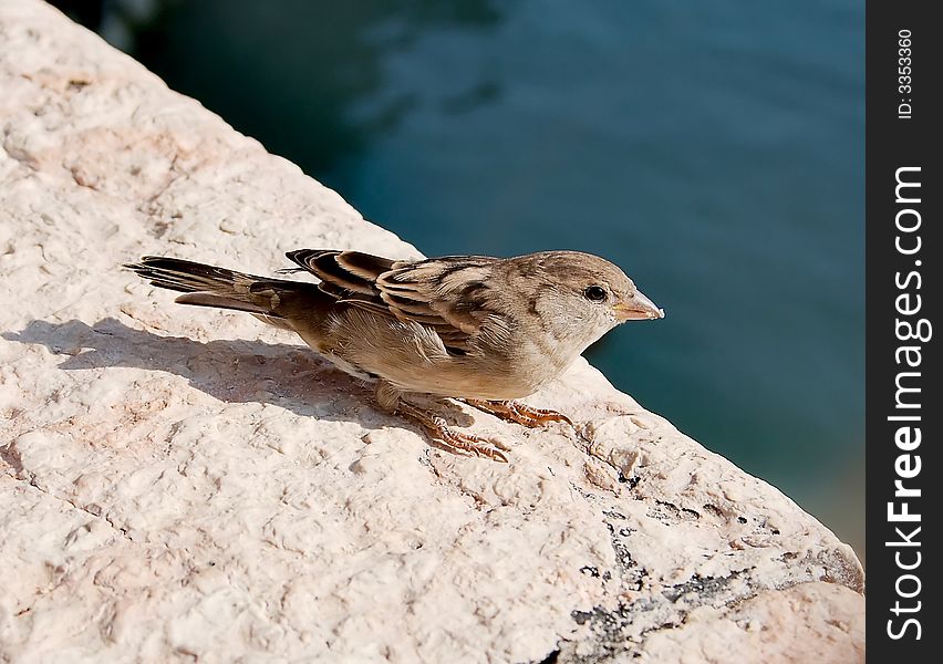 The sparrow on a rock