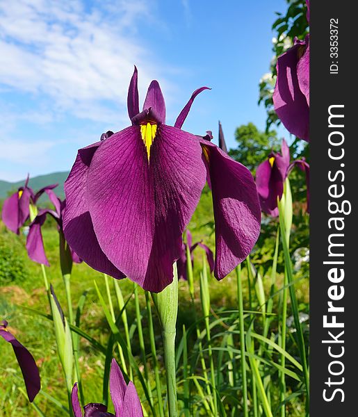 A close-up of the purple flover of iris (Iris laevigata) on slumpy meadow. Russian southern Far East, Primorye. A close-up of the purple flover of iris (Iris laevigata) on slumpy meadow. Russian southern Far East, Primorye.