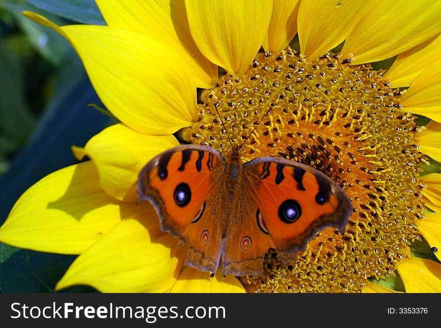 Yellow sunflowers, very beautiful in the sun Butterfly