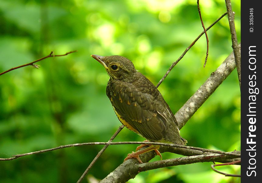 A young thrush on branch of tree. Russian Far East, Primorye. A young thrush on branch of tree. Russian Far East, Primorye.