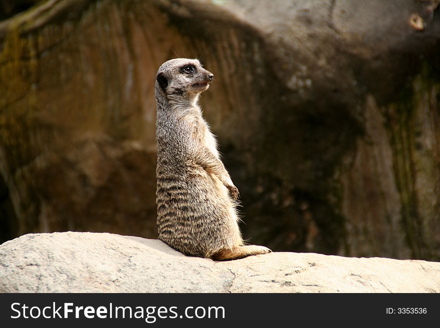 This meerkat has such a straight back. This meerkat has such a straight back