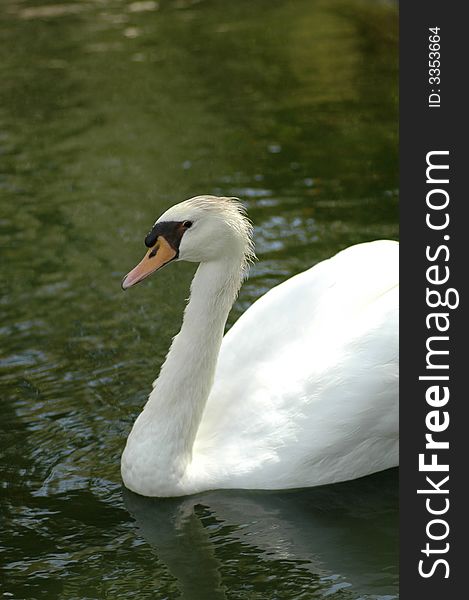 A beautiful white mute swan swims toward the camera. A beautiful white mute swan swims toward the camera.