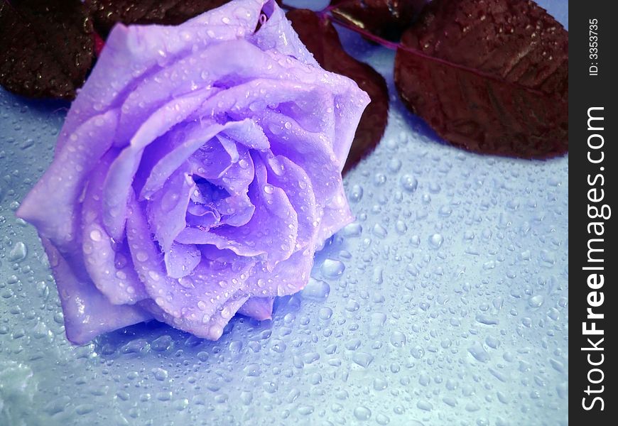 Violet rose on blue background with drops of water