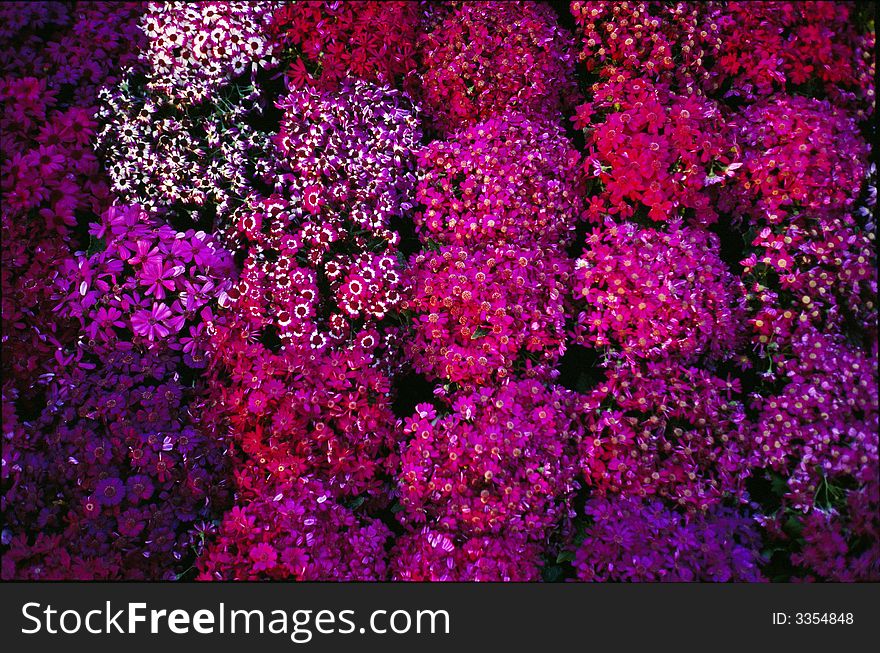Flowers versicolor reddish bloomy violet