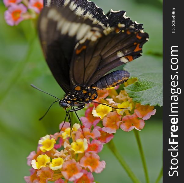 Swallowtail butterfly at Bronx Zoo