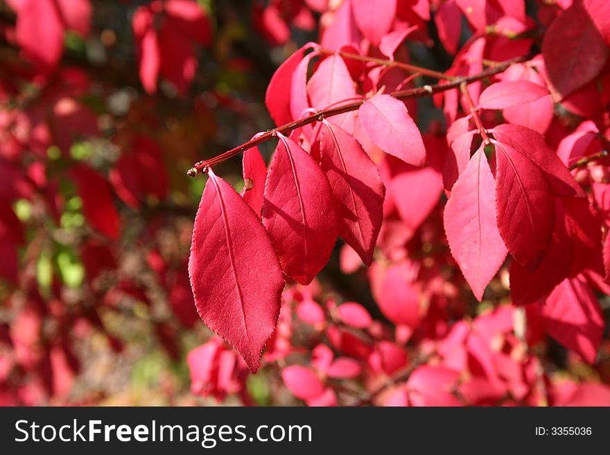 Autumn Red Leaves on a tree
