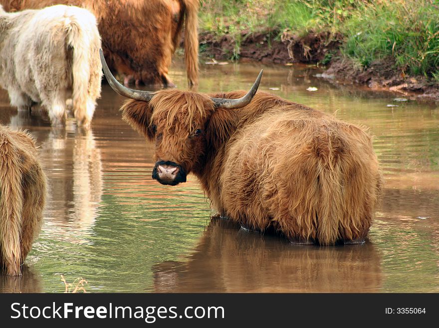 A Highland cow in the water