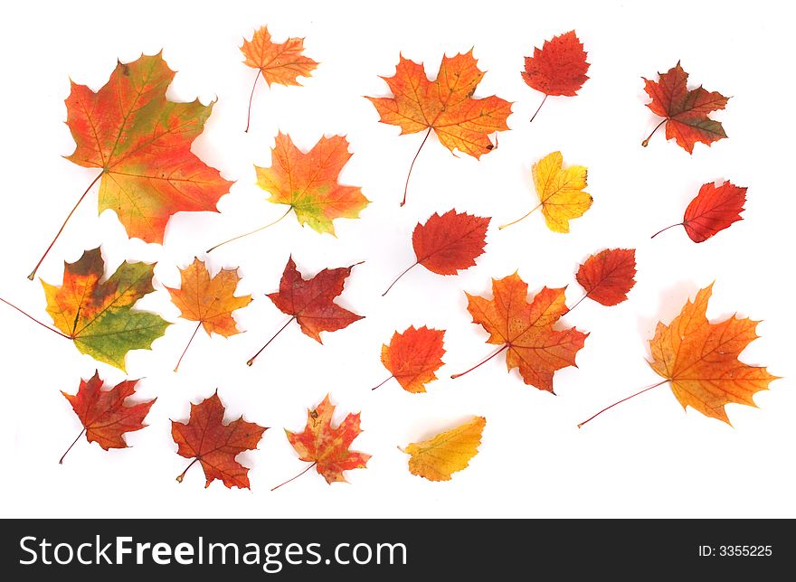 Autumn background with many color leafs on the white background