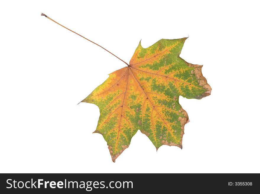 The isolated flavovirent maple leaf close up