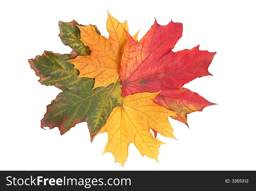Isolated Maple Leafs