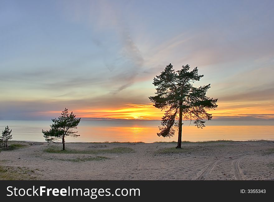 Remote pines on the sea coast with sunset as background. Remote pines on the sea coast with sunset as background