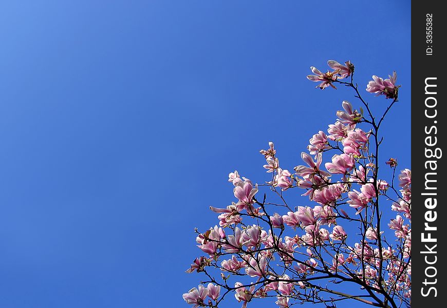 Beautiful pink flowers. Blue bright sky. Branches. Beautiful pink flowers. Blue bright sky. Branches.