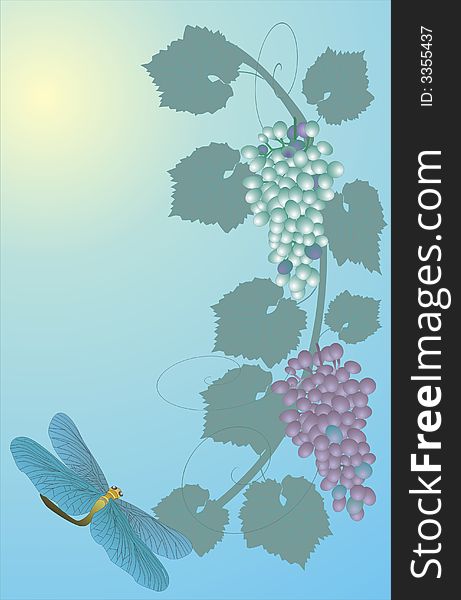 Illustration with grapes and dragonfly on dark and white background. Illustration with grapes and dragonfly on dark and white background