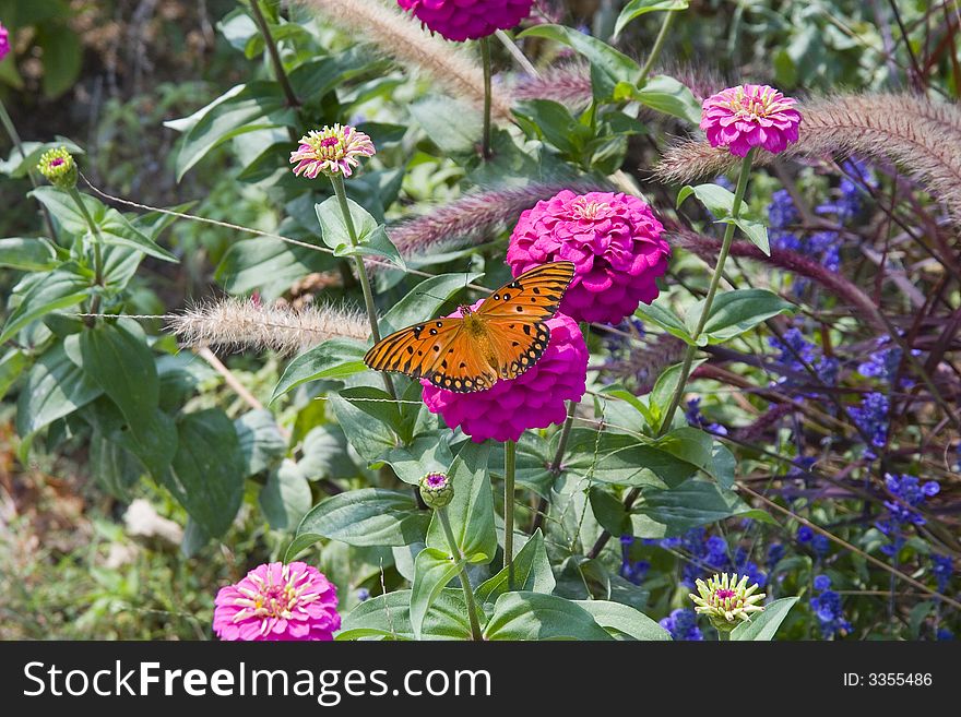 Monarch On Purple Flower