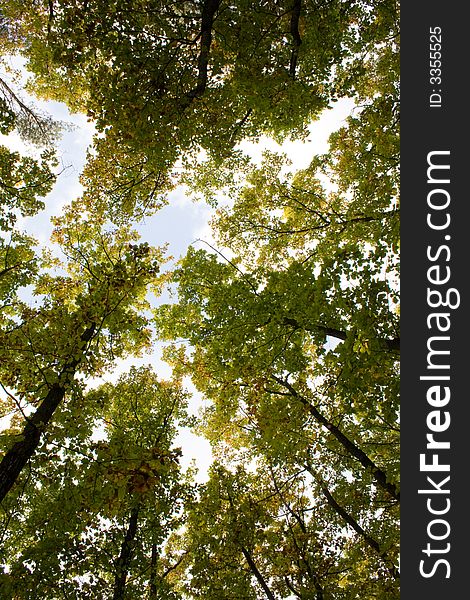 A green  forest in autumn season. A green  forest in autumn season