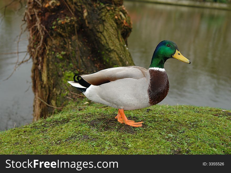 a beautiful belgian duck in the rain with water and tree background