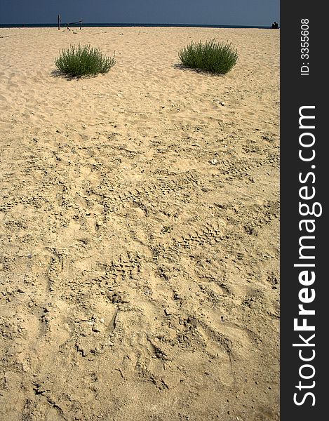 Picture of a bush on the beach