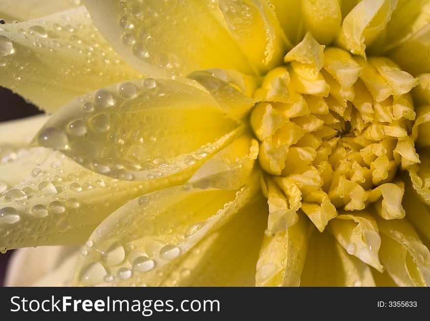 Macro photo of yellow Flower