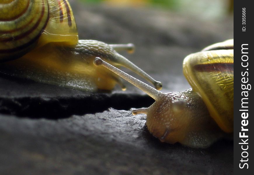 There are two snails seperated by a precipice