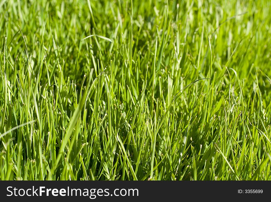 Close picture of grass-plot. Close picture of grass-plot