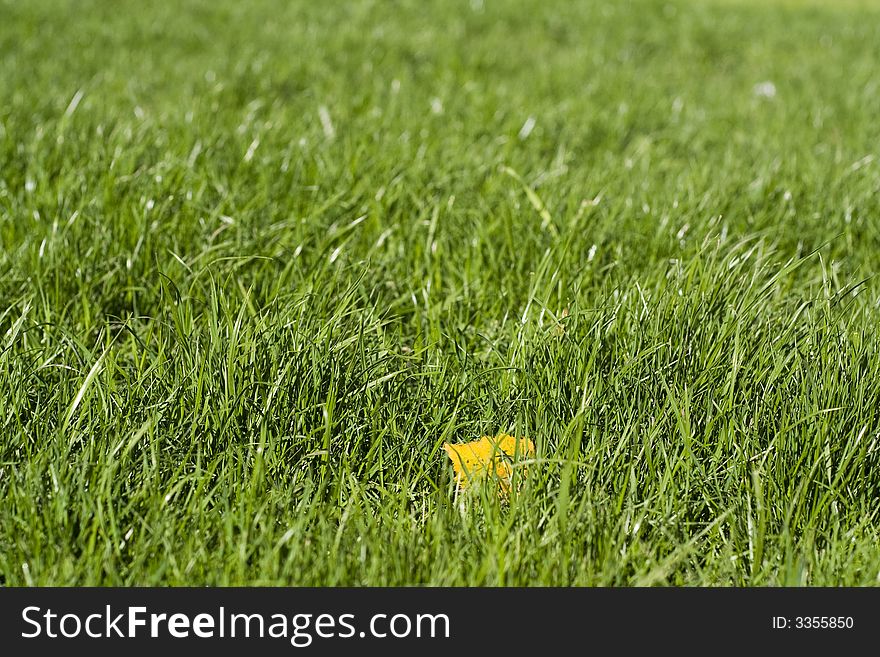 Yellow leaf on green grass. Yellow leaf on green grass