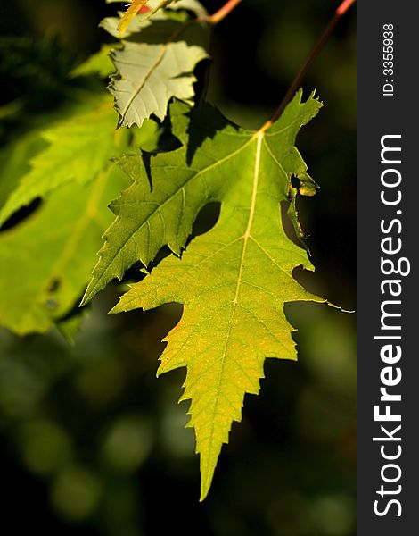 Bright colored maple leaves during early autumn time. Bright colored maple leaves during early autumn time