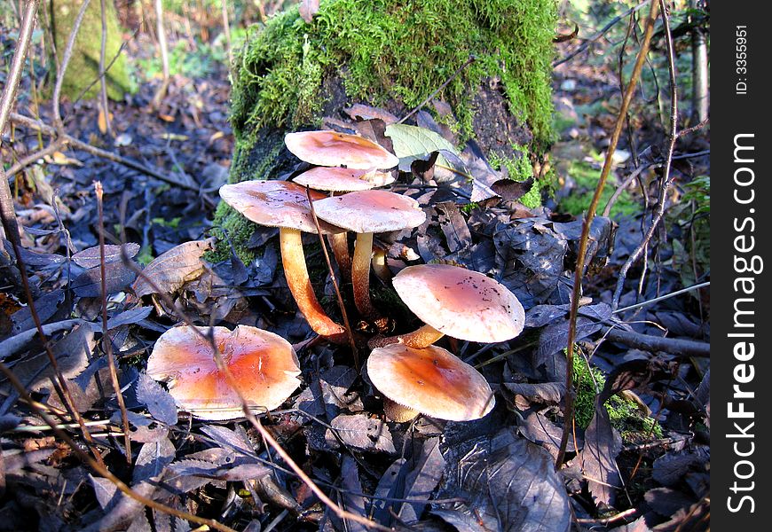 Mushrooms, growings on a stump, in the autumn forest