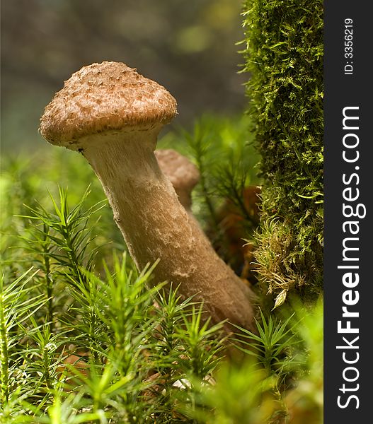 Brown armillaria edible mushroom close up shoot