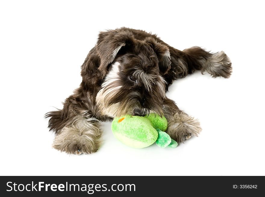 Playful dog with chew toy. Playful dog with chew toy