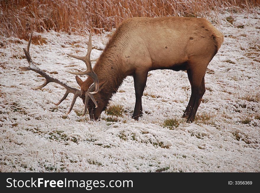 Photo of Elk in Yellowstone