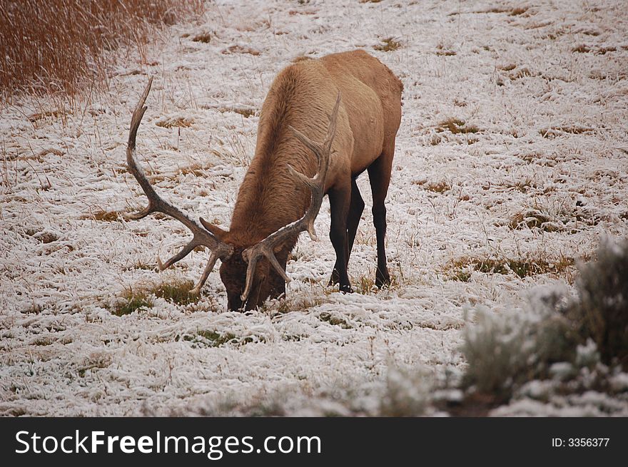 PHoto of Elk in Yellowstone. PHoto of Elk in Yellowstone