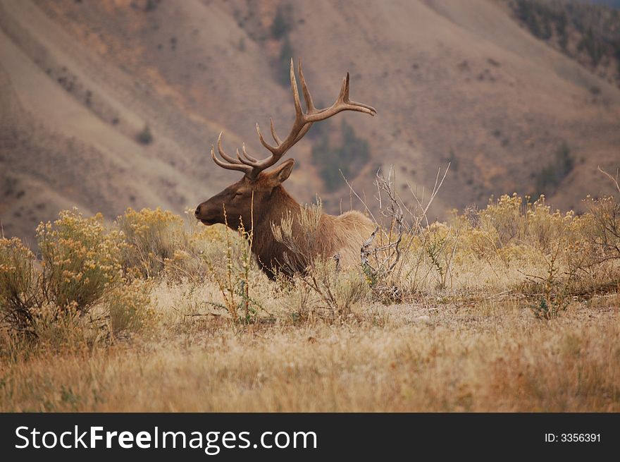 Photograph of Elk in Yellowstone