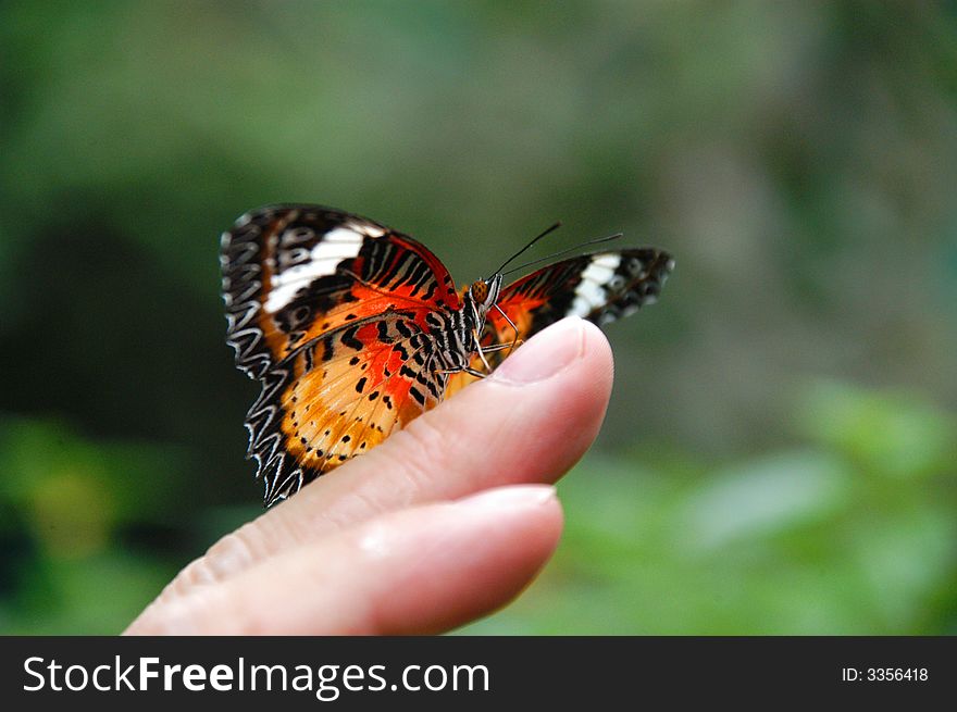 A butterfly on fingertips in a garden in Dali