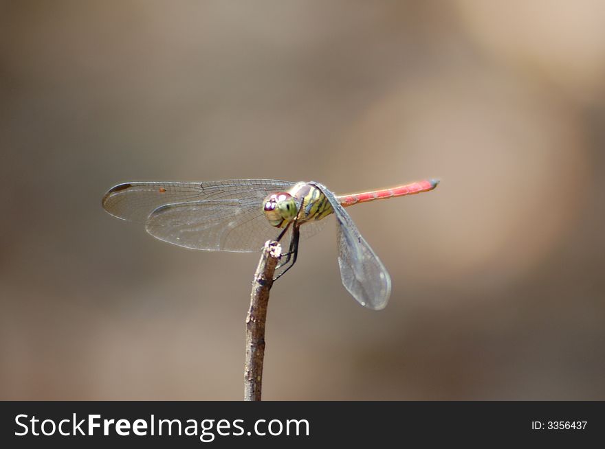 Close-up of a Dragonfly. Close-up of a Dragonfly