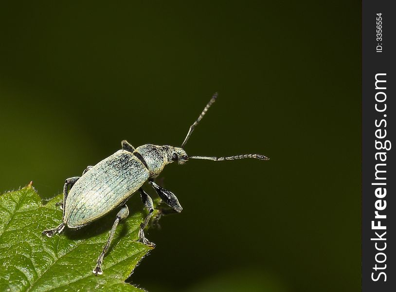 Polydrusus mollis - close-up of insect