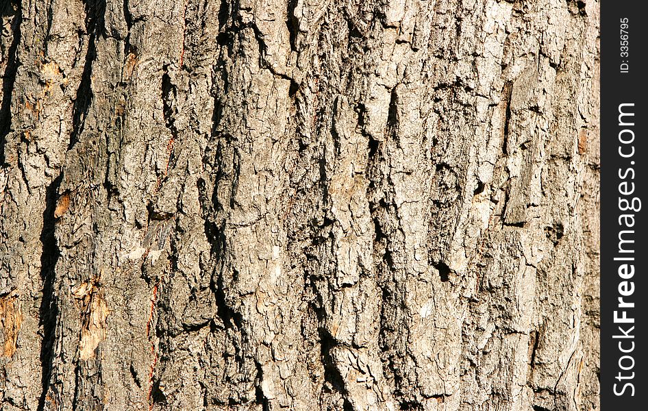 Bark of oak close-up