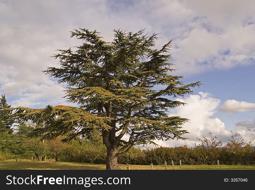 A large majestic evergreen tree in the evening sun