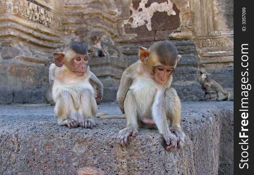 Baby Monkeys in a ruin temple in Thailand