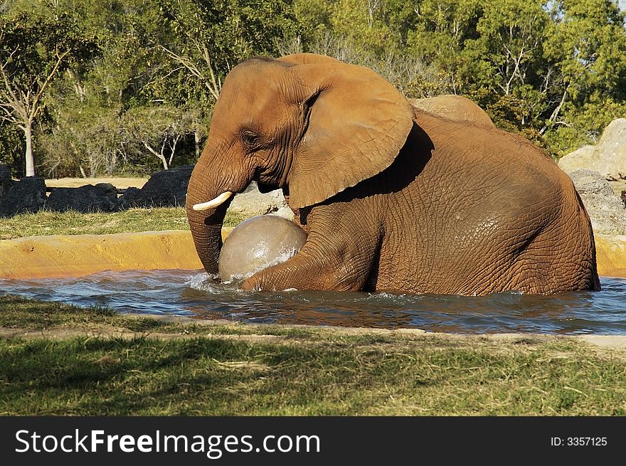 A baby elephant playing with a ball at the miami zoo. A baby elephant playing with a ball at the miami zoo