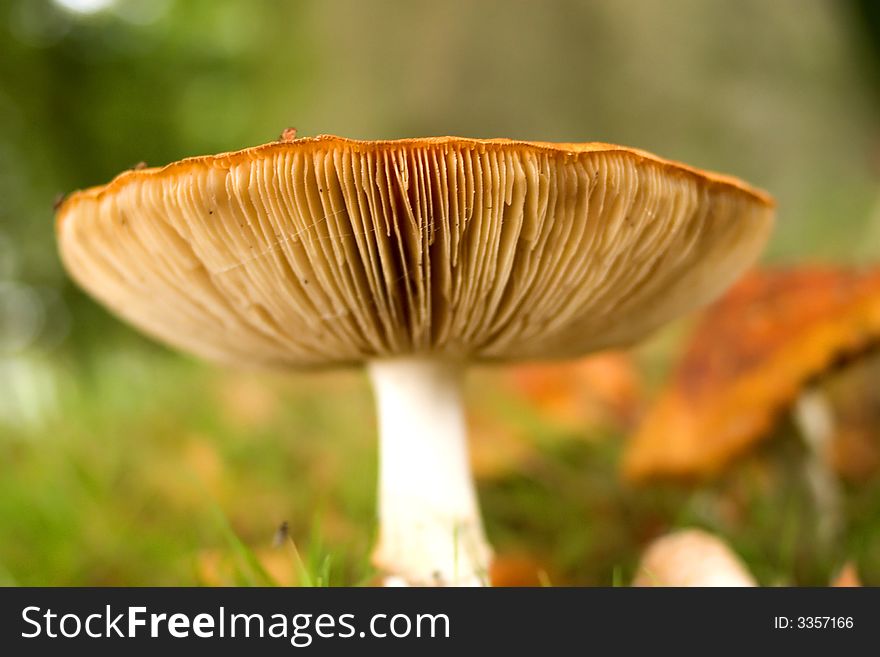 Low viewpoint of a Panther cap mushroom, shallow DOF, focus is on the lamellae
