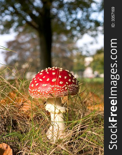 Fly Agaric Mushroom, shallow DOF, focus is on the cap