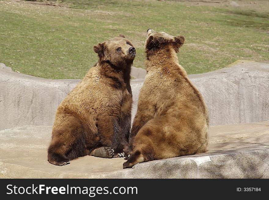 Two bears mating at a wisconson zoo